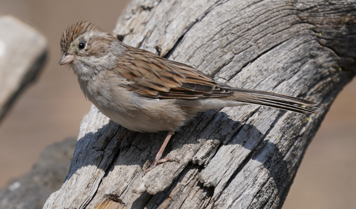 Brewer's Sparrow - ML366351891