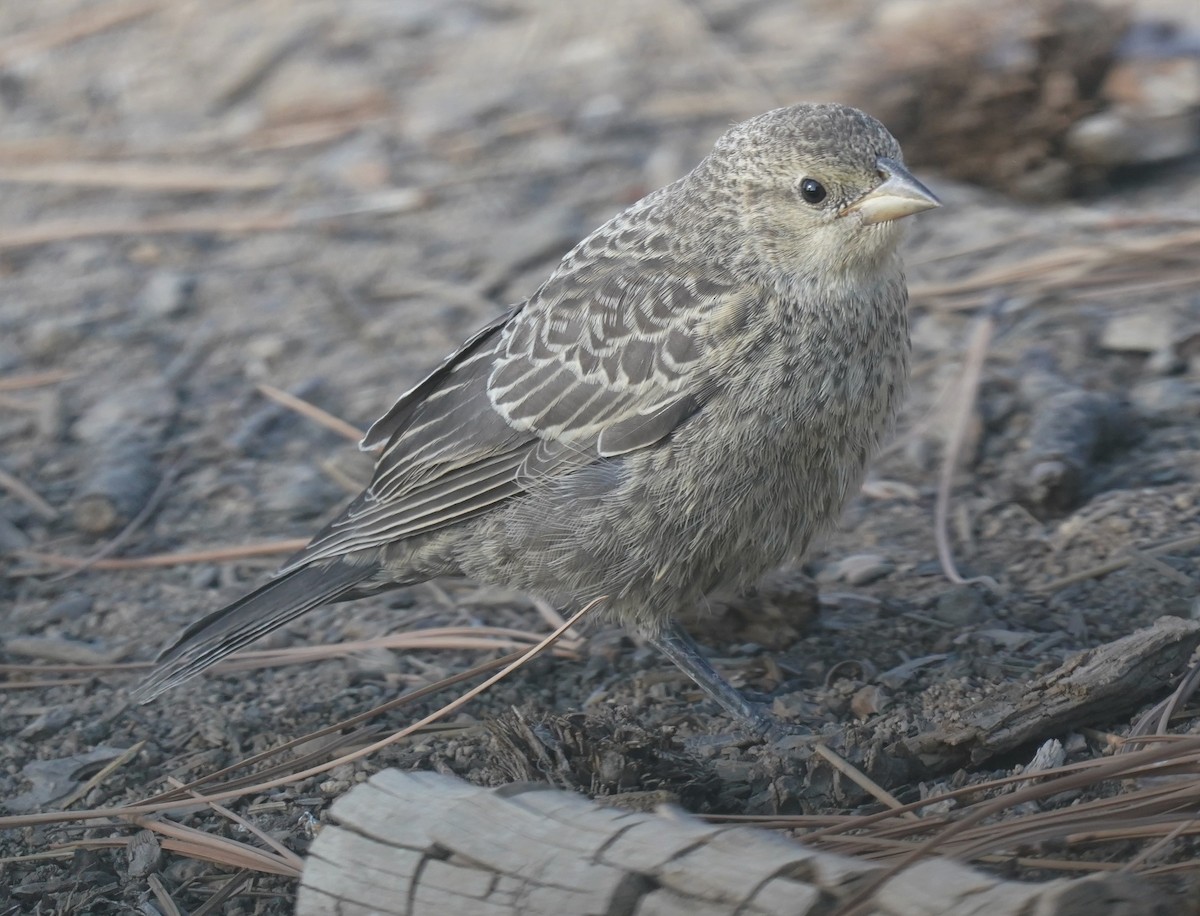 Brown-headed Cowbird - ML366351941