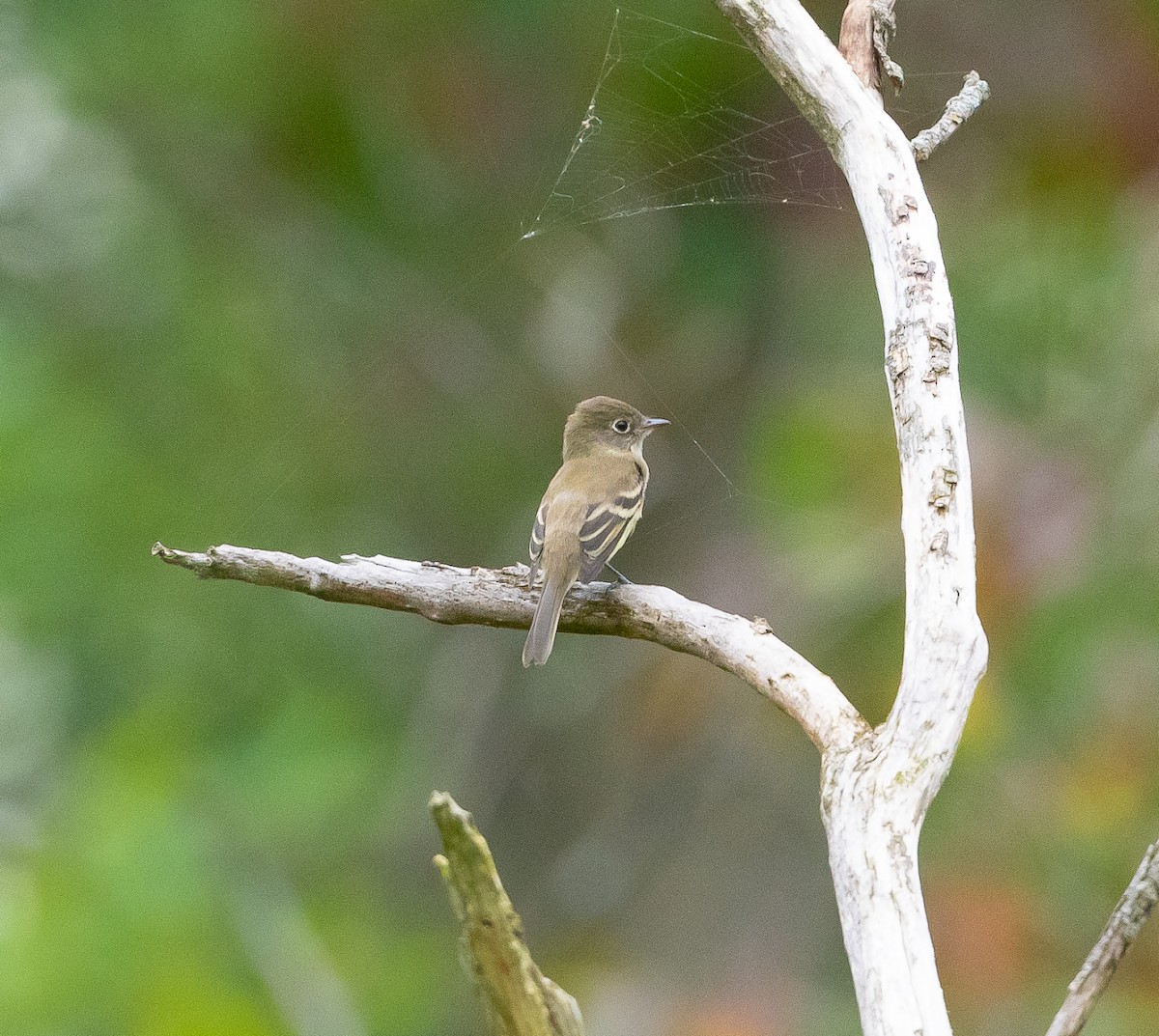 Least Flycatcher - ML366352301