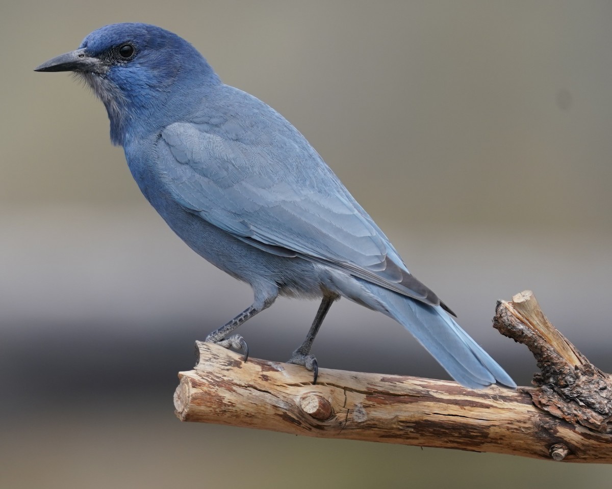 Pinyon Jay - Marcia Lincoln