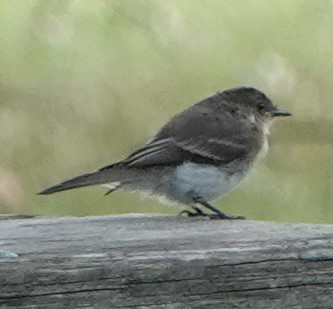 Eastern Phoebe - ML366352961