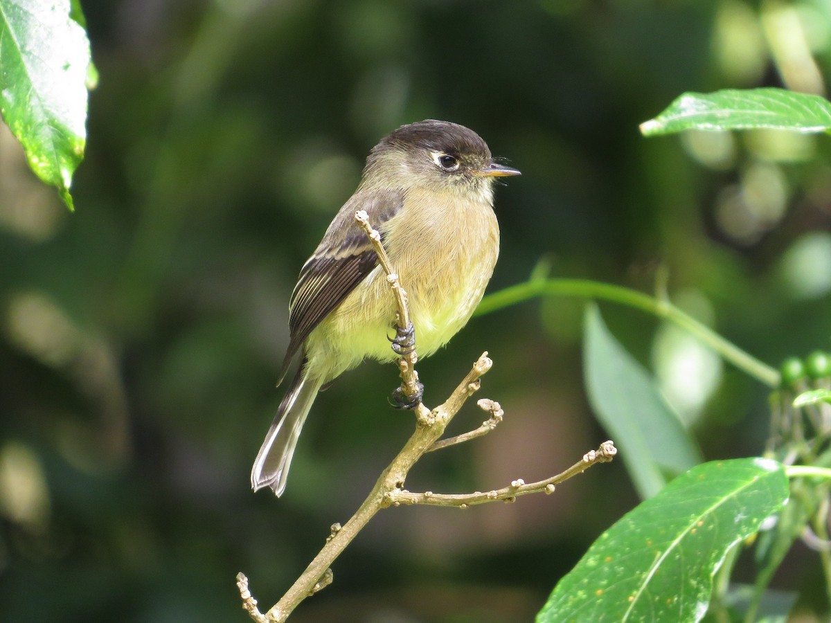 Black-capped Flycatcher - Róger Rodríguez Bravo