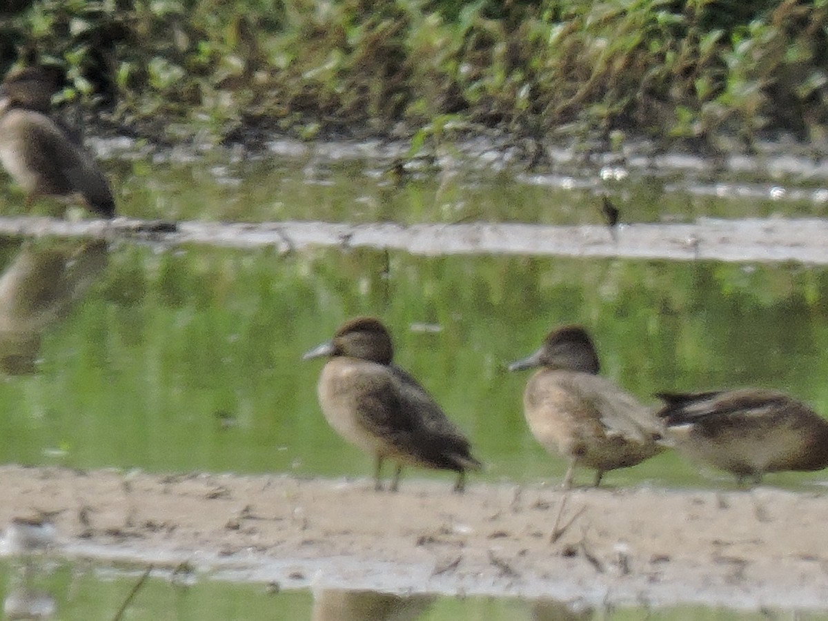 Green-winged Teal - Brock Waggoner