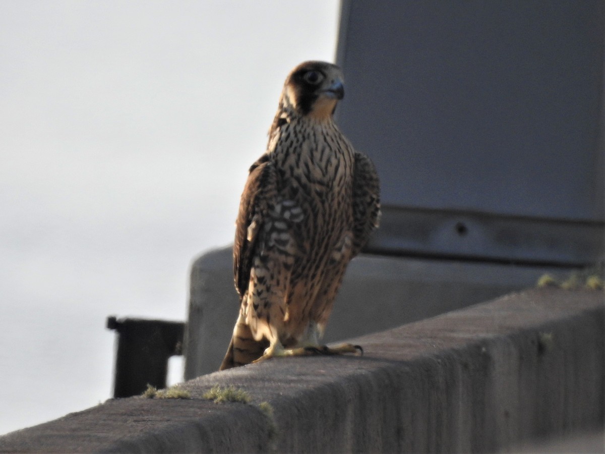 Peregrine Falcon - ML366353641