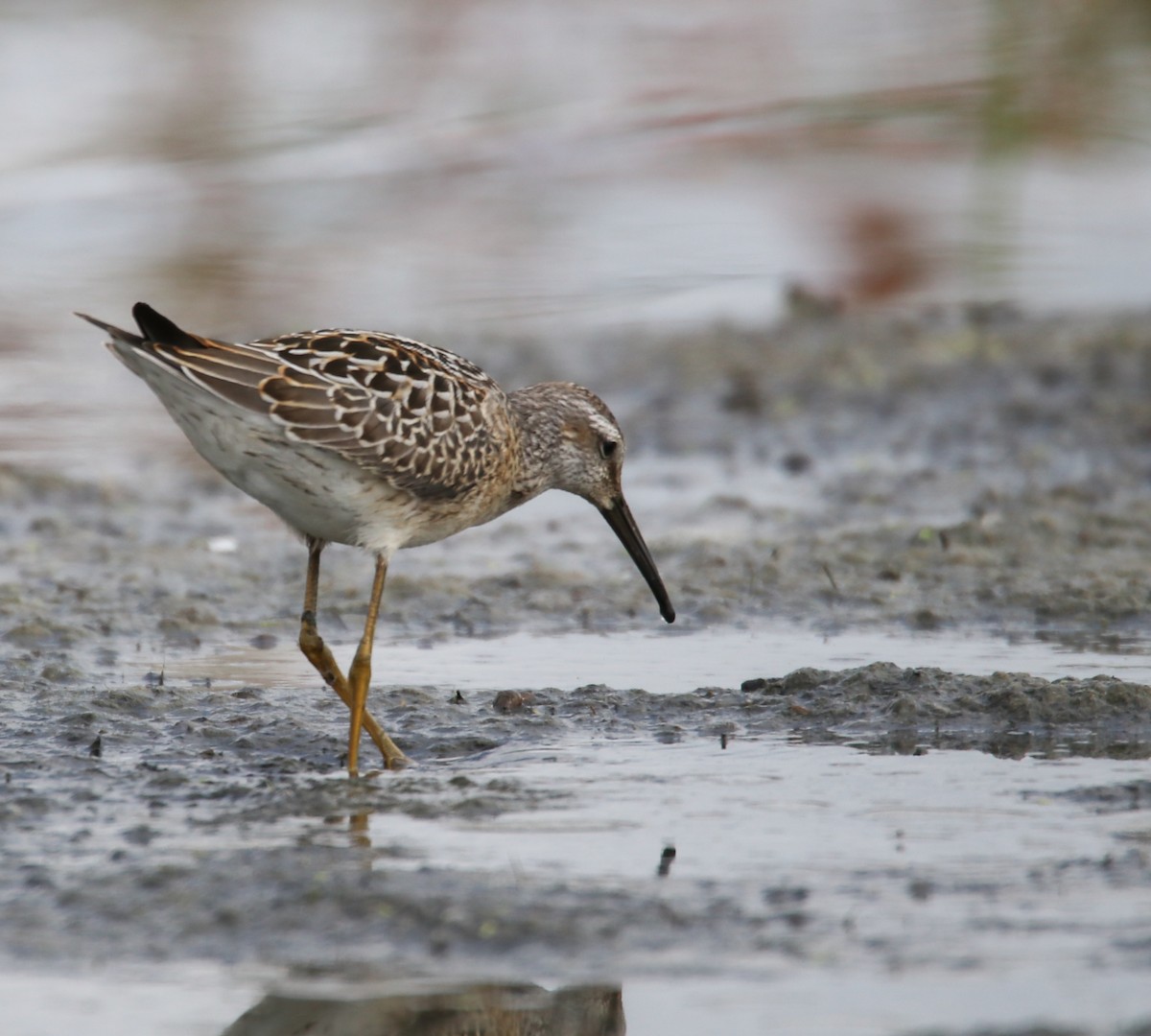 Stilt Sandpiper - Hin Ki  & Queenie  Pong