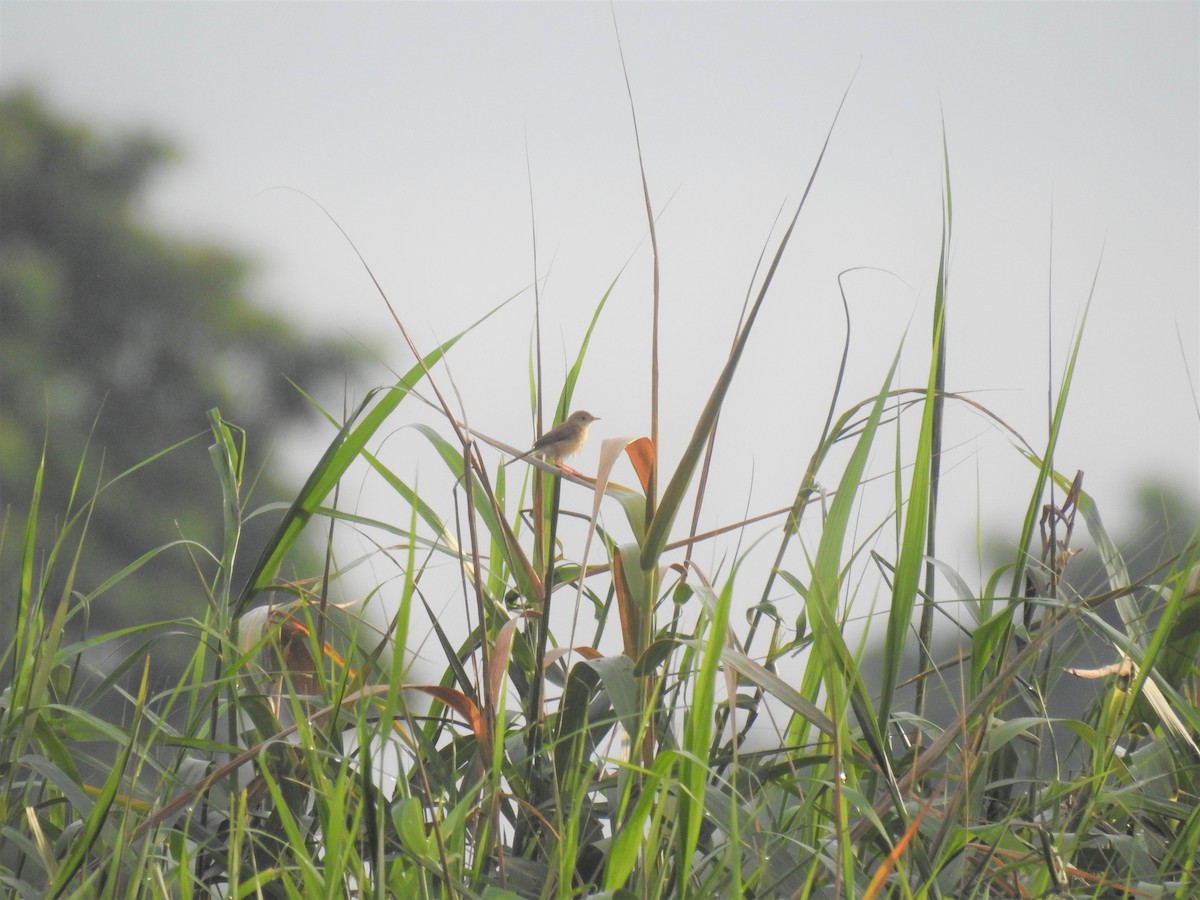 Golden-headed Cisticola - ML366354691