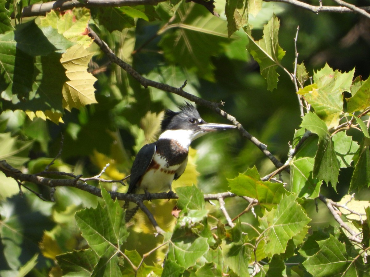 Belted Kingfisher - ML366355231