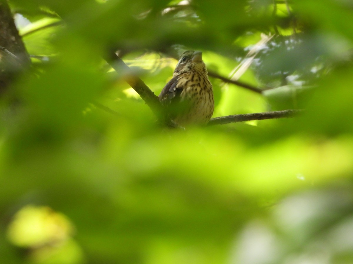 Rose-breasted Grosbeak - ML366355381