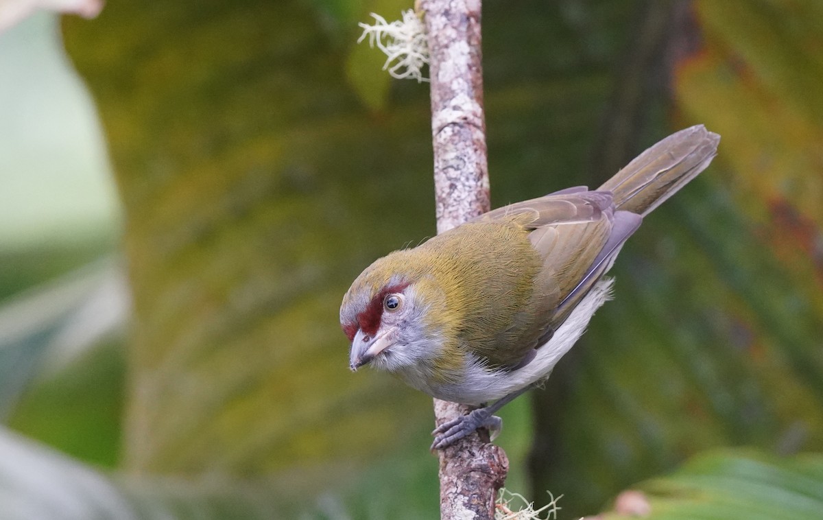 Black-billed Peppershrike - Sibylle Hechtel