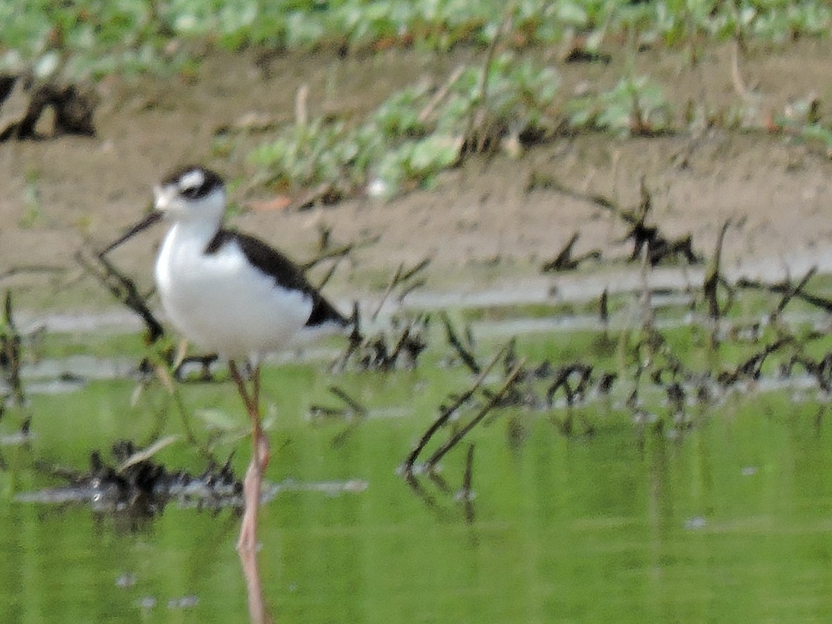 Black-necked Stilt - ML366355521