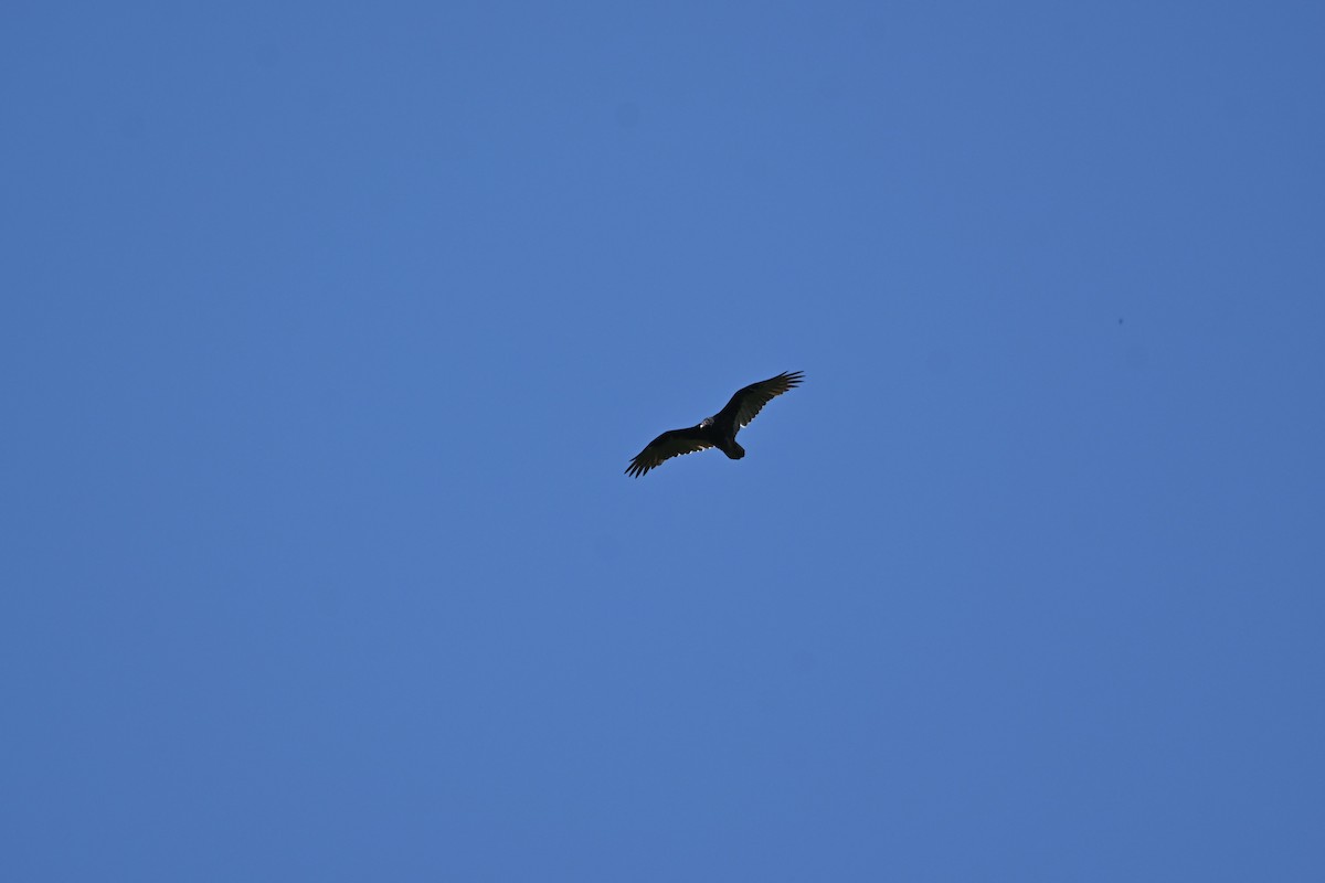 Turkey Vulture - ML366355801