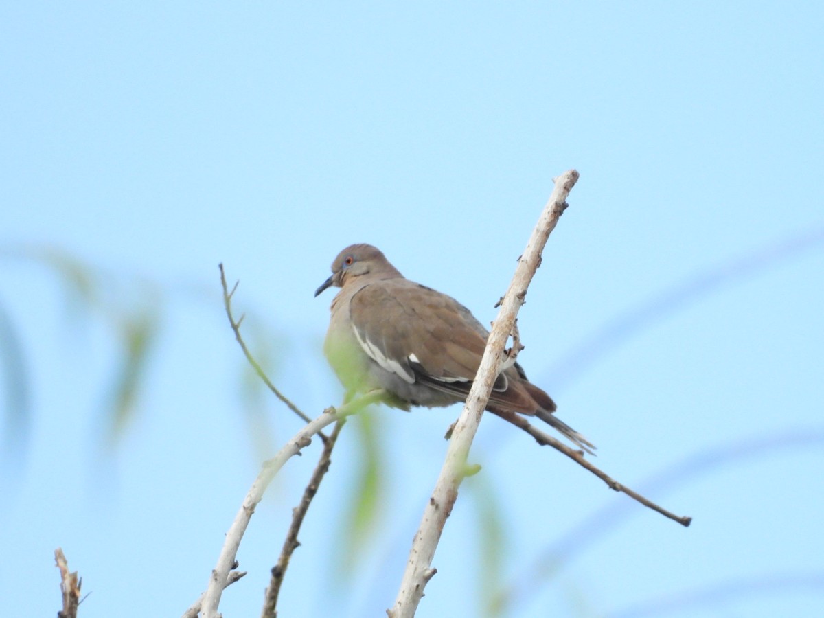 White-winged Dove - ML366356101