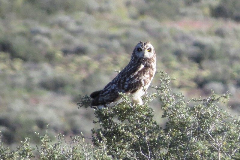 Short-eared Owl - ML36635621