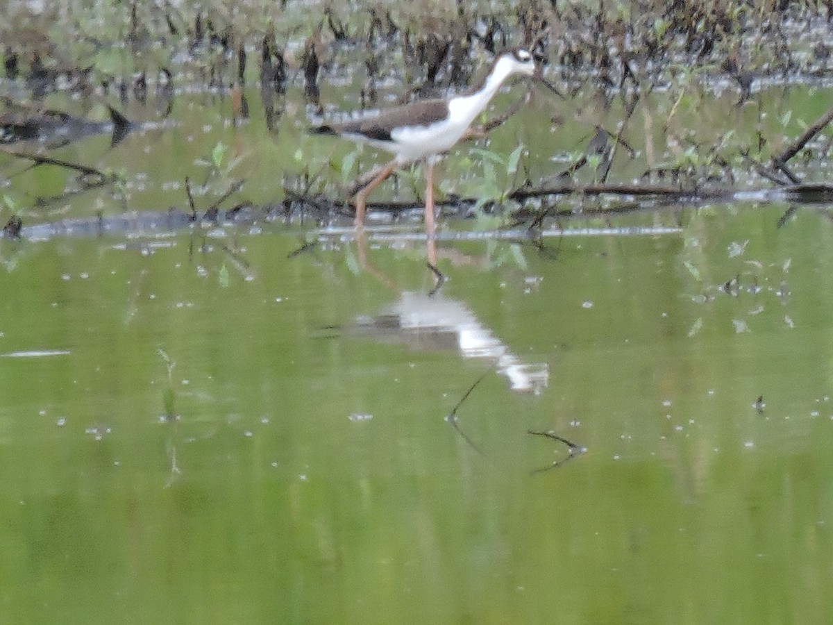 Black-necked Stilt - Brock Waggoner