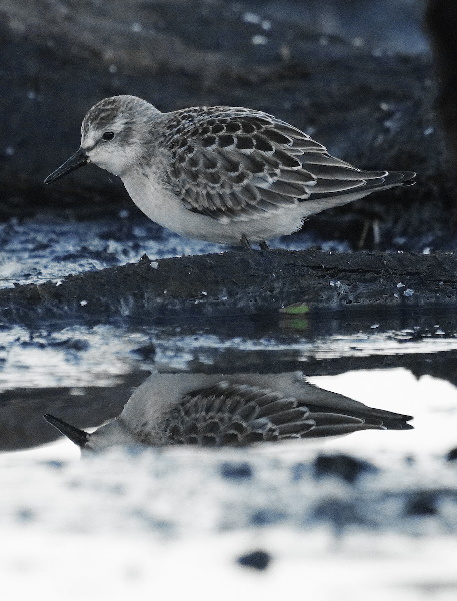 sandsnipe - ML366356921