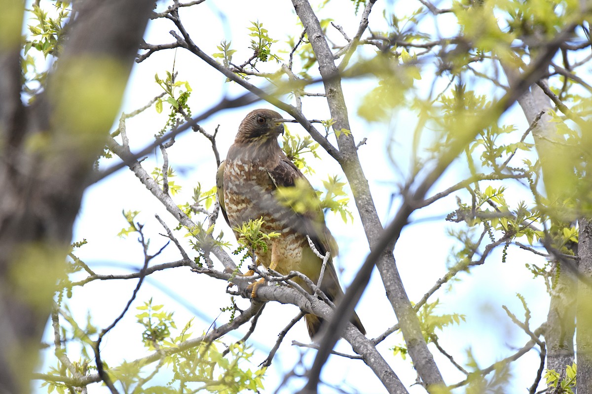 Broad-winged Hawk - ML36635731