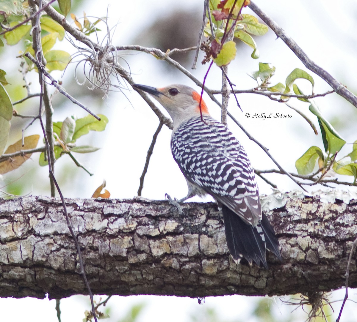Red-bellied Woodpecker - ML366360751