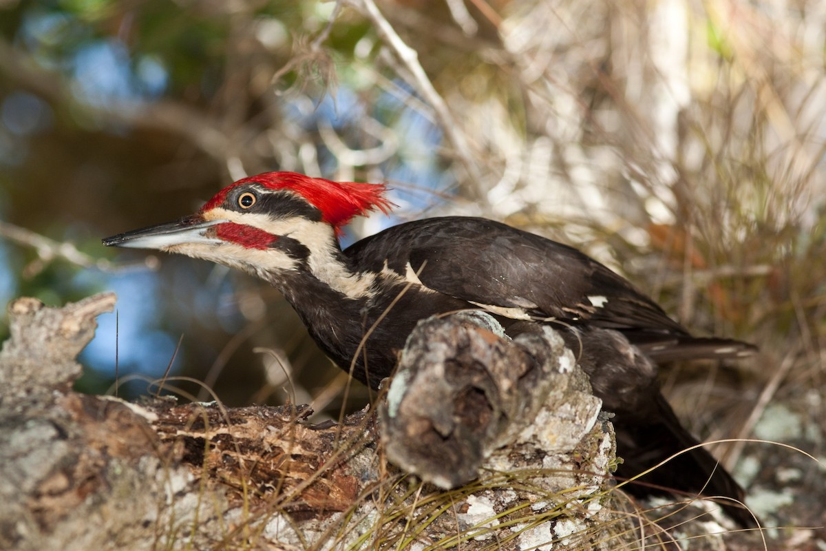 Pileated Woodpecker - ML366361291