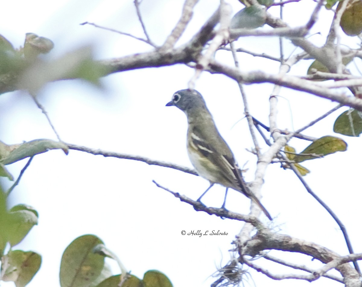 Blue-headed Vireo - ML366362201