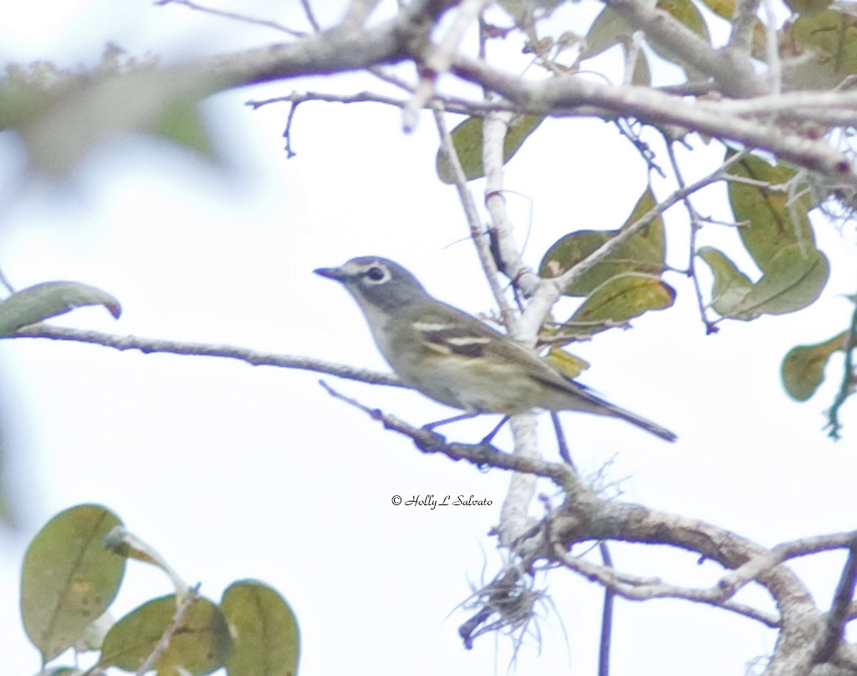 Blue-headed Vireo - ML366362221