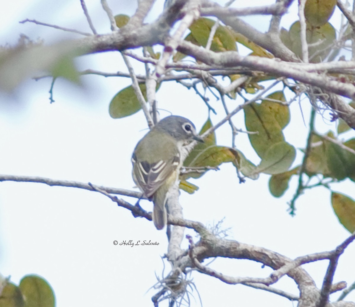Blue-headed Vireo - ML366362241
