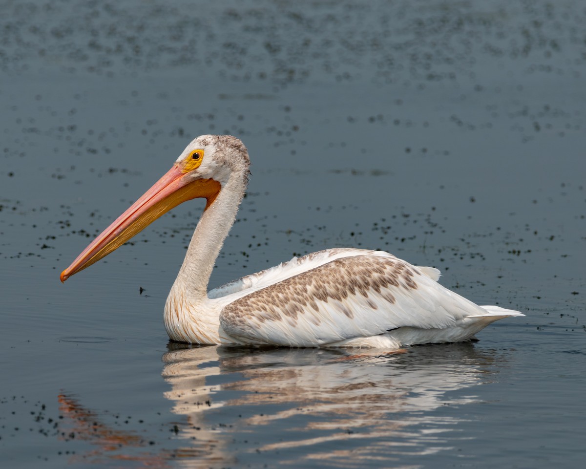 American White Pelican - Henrey Deese