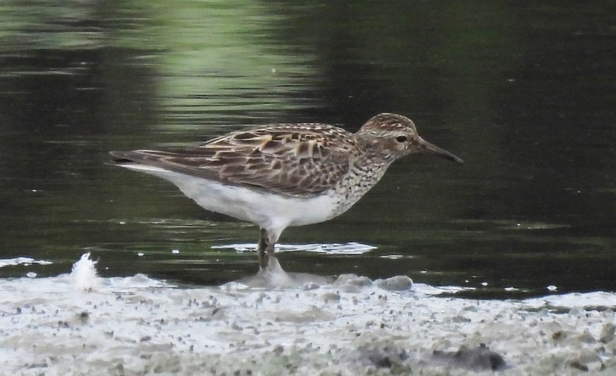 Pectoral Sandpiper - Rita Stima