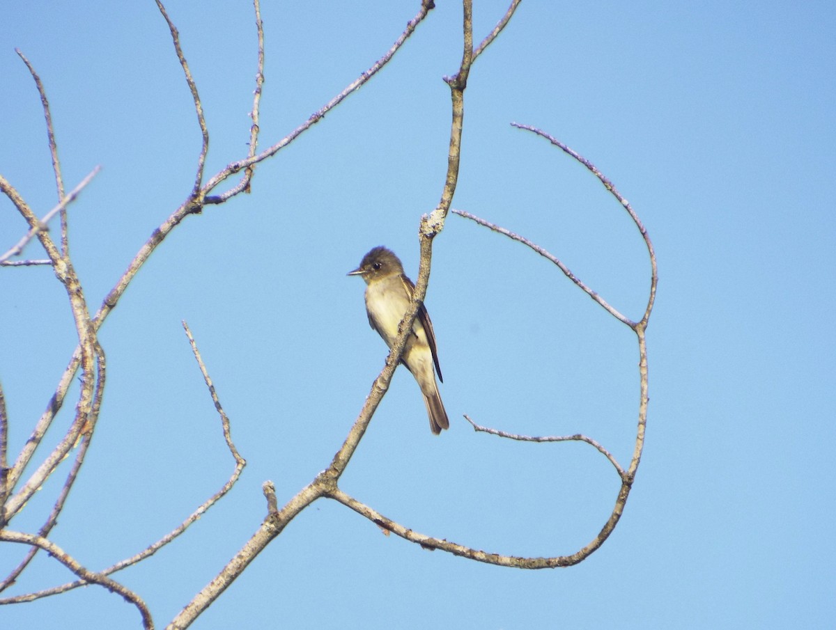 Eastern Wood-Pewee - ML36636531