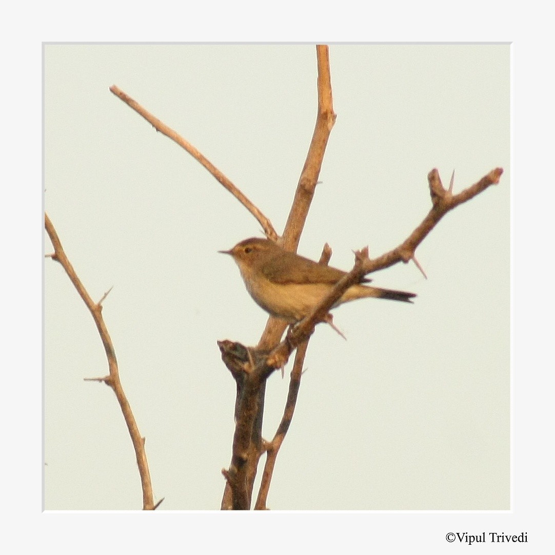 Common Chiffchaff - ML366366921