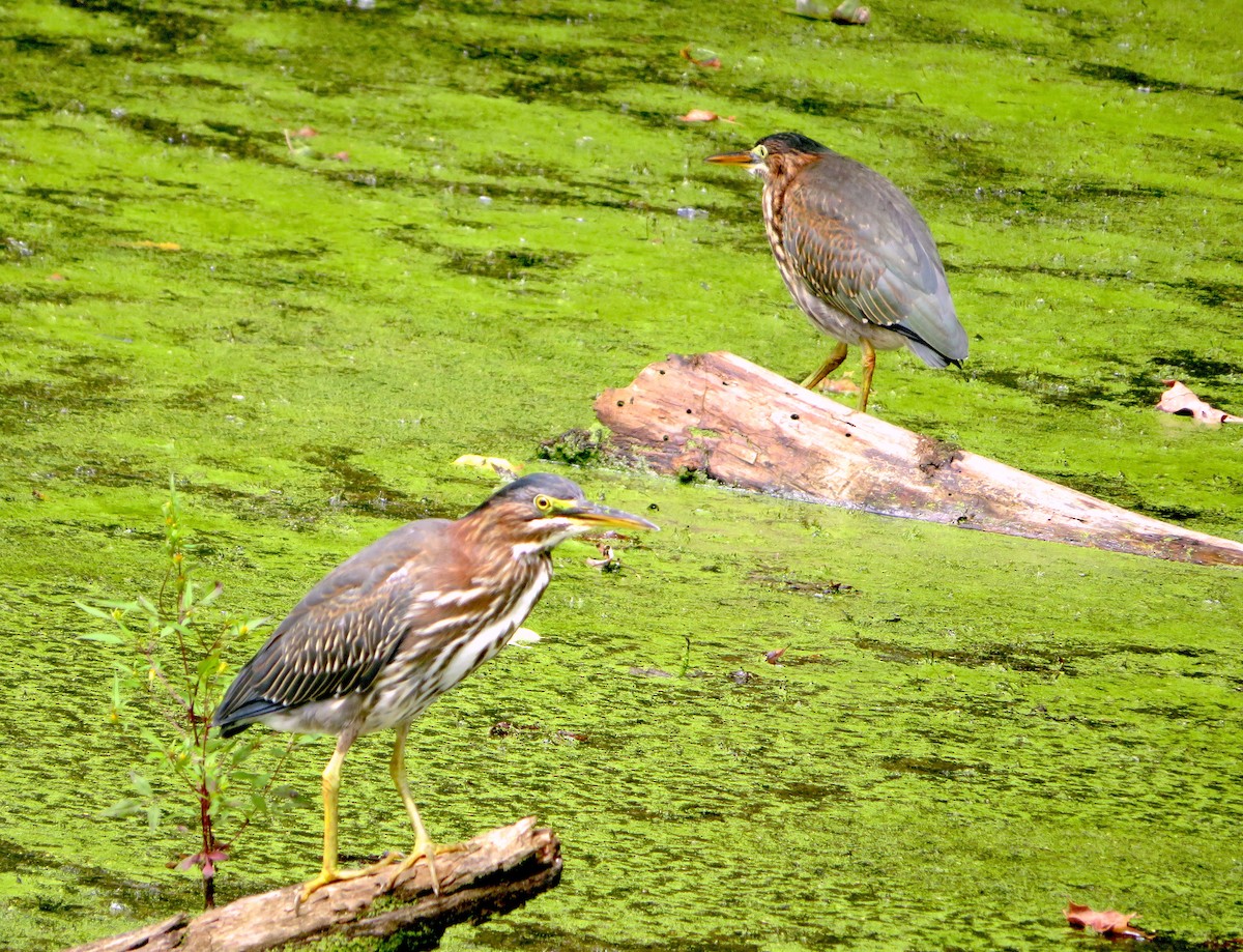 Green Heron - Siu Ten Ng and Paul Kazee