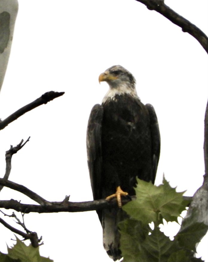 Weißkopf-Seeadler - ML366369261