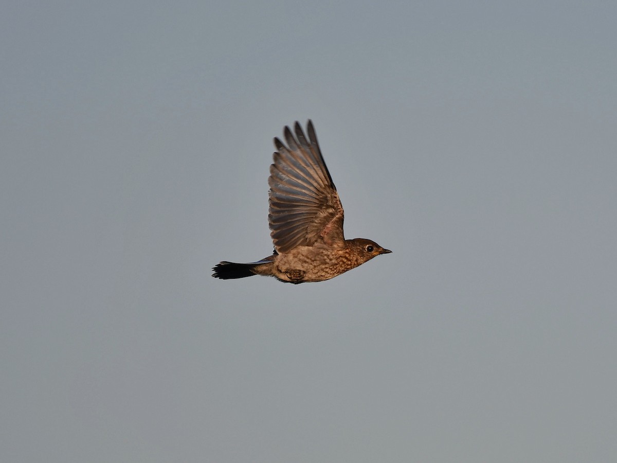 Eastern Bluebird - Bill Massaro