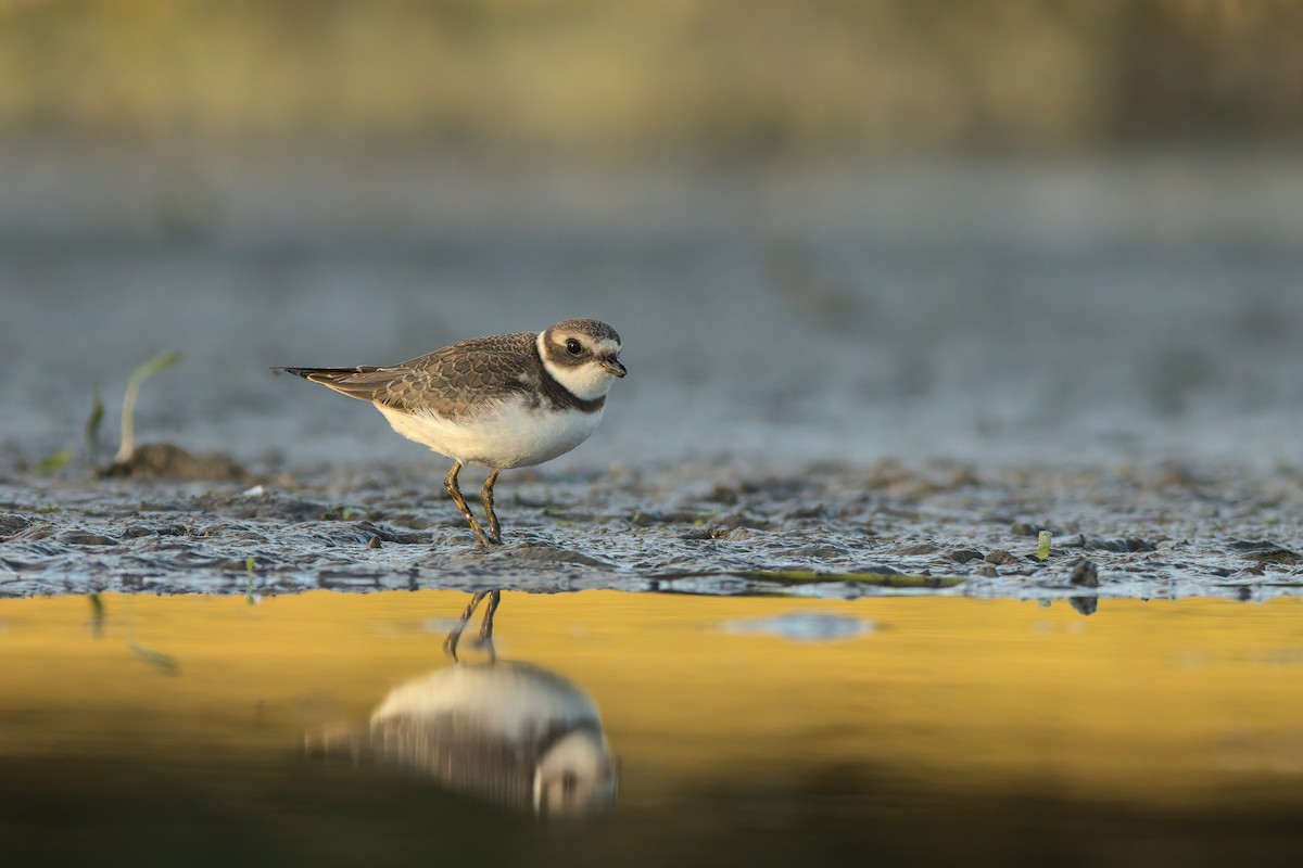 Semipalmated Plover - ML366370361