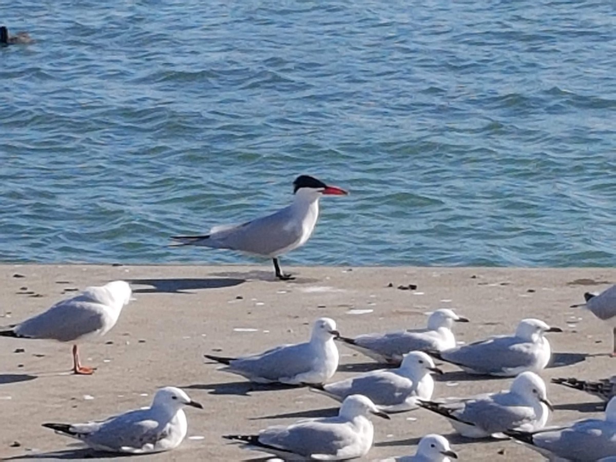 Caspian Tern - ML366370951