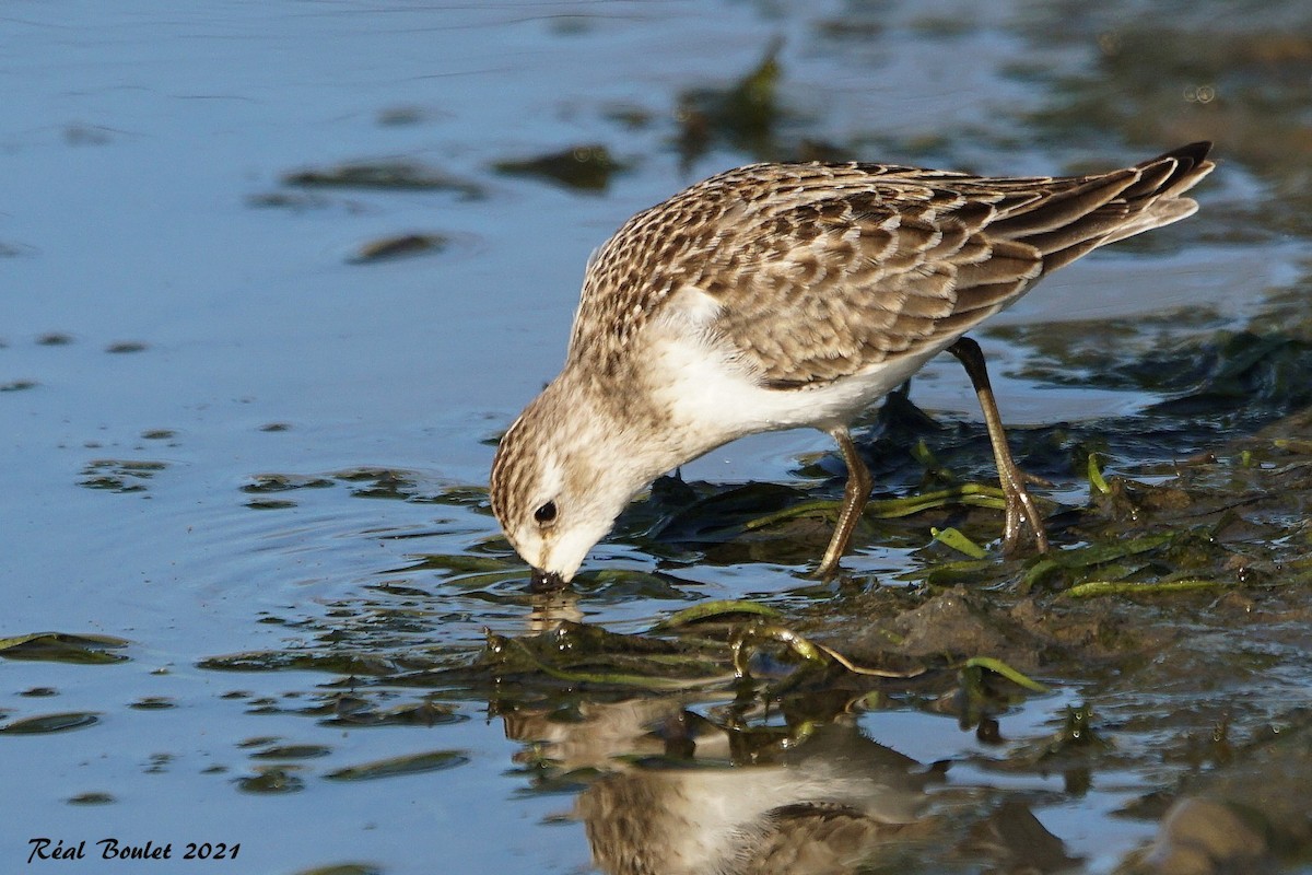 Semipalmated Sandpiper - ML366373641