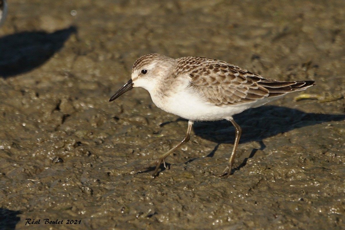 Semipalmated Sandpiper - ML366373671