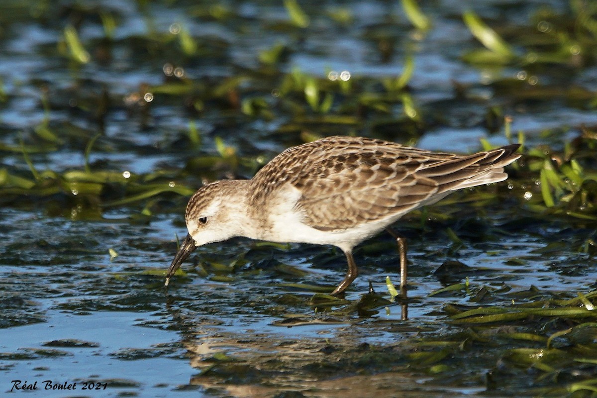 Semipalmated Sandpiper - ML366373681