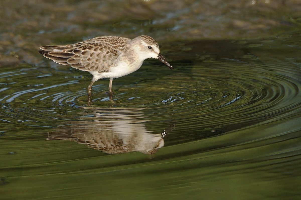 Semipalmated Sandpiper - ML366373691