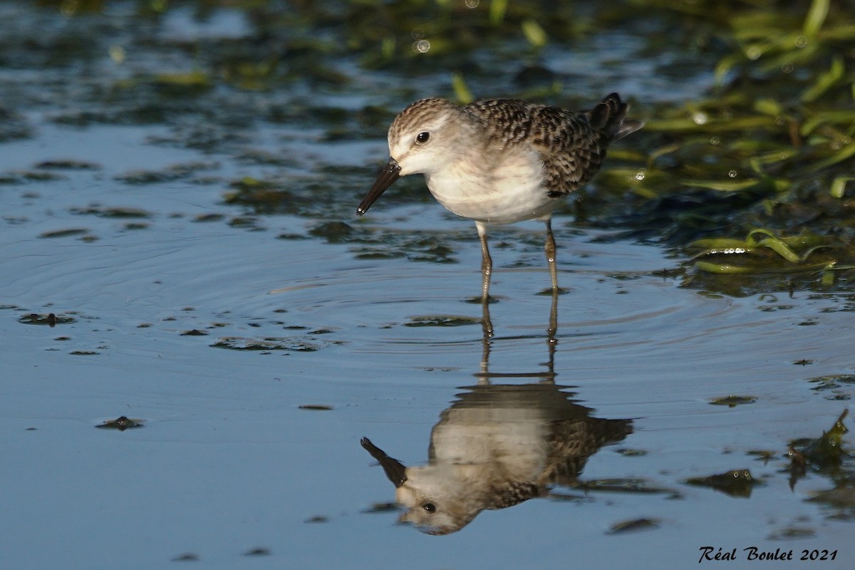 Semipalmated Sandpiper - ML366373701