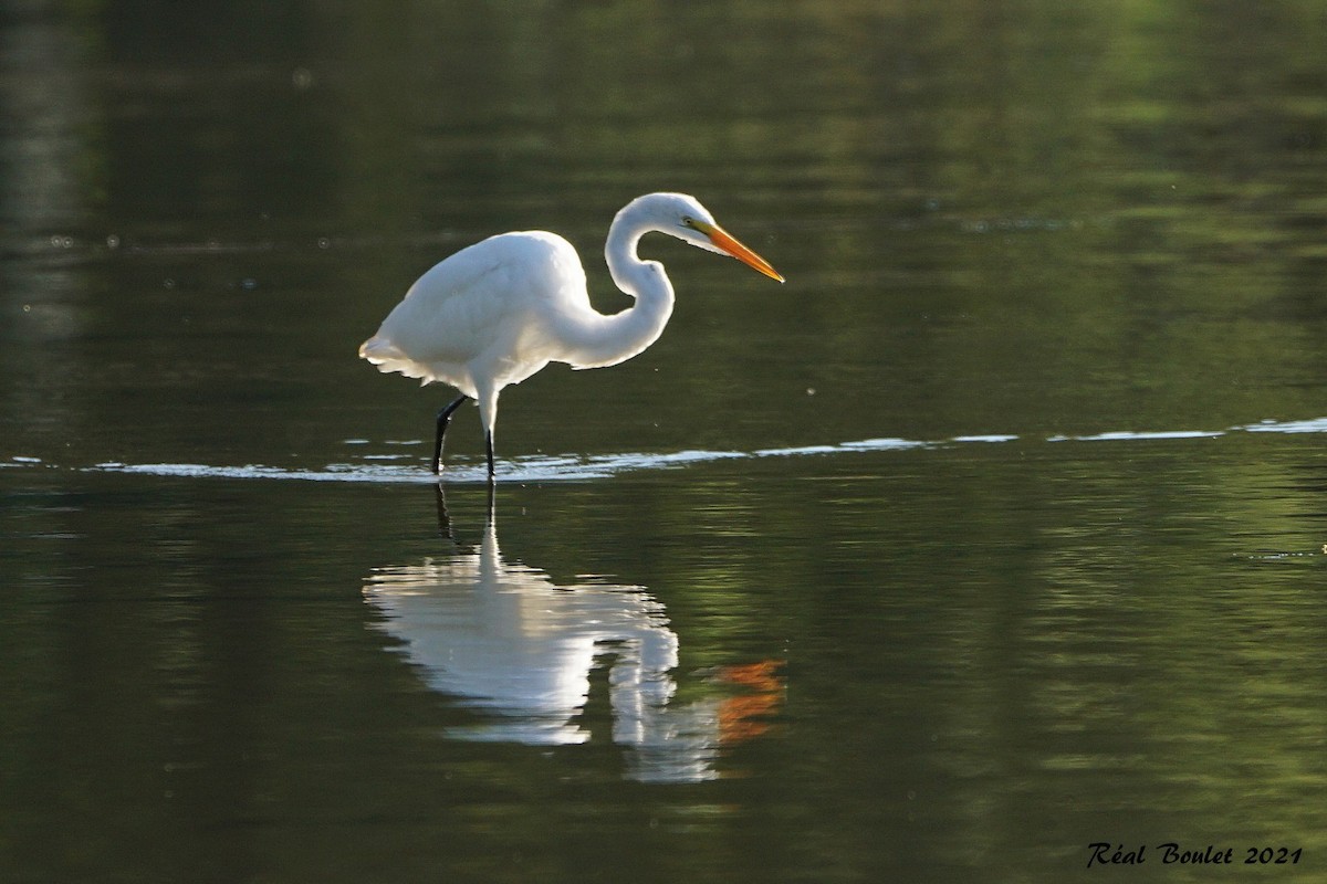 Great Egret - ML366373841