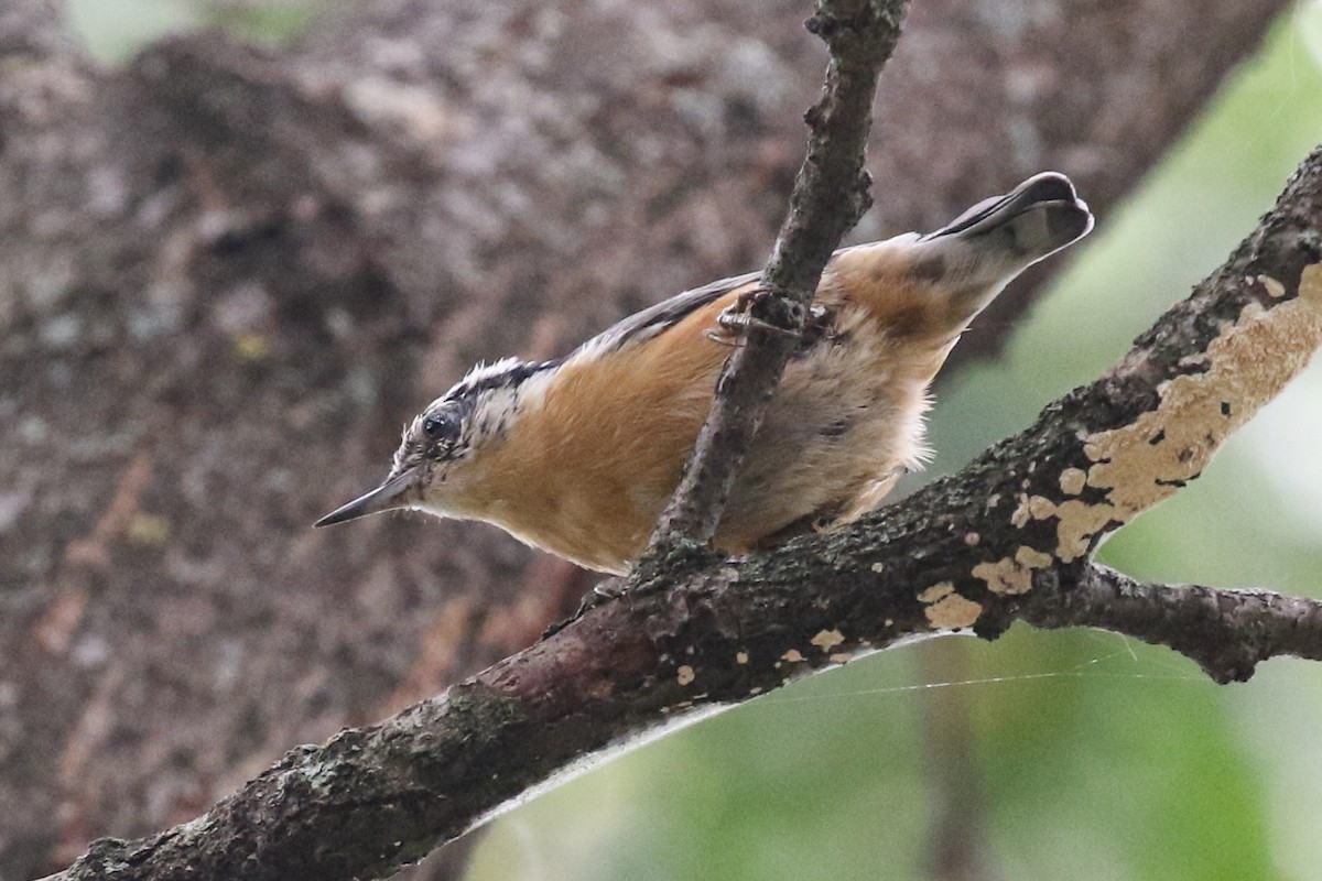 Red-breasted Nuthatch - ML366373921