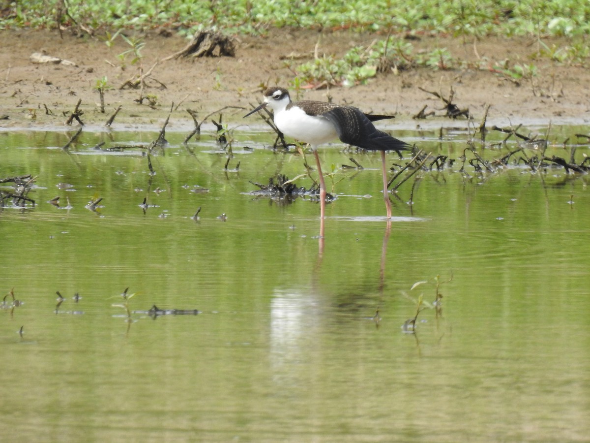 Black-necked Stilt - James Bolte