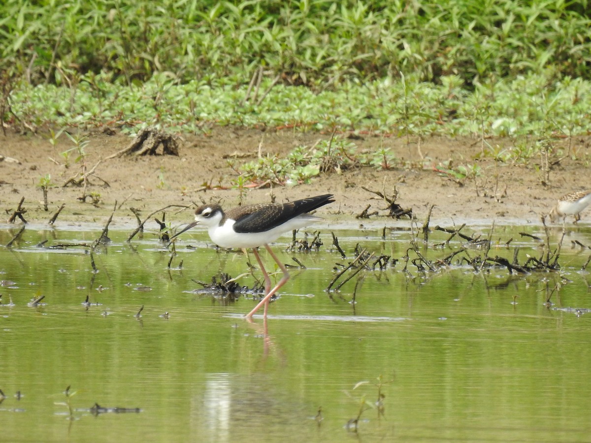 Black-necked Stilt - ML366375141