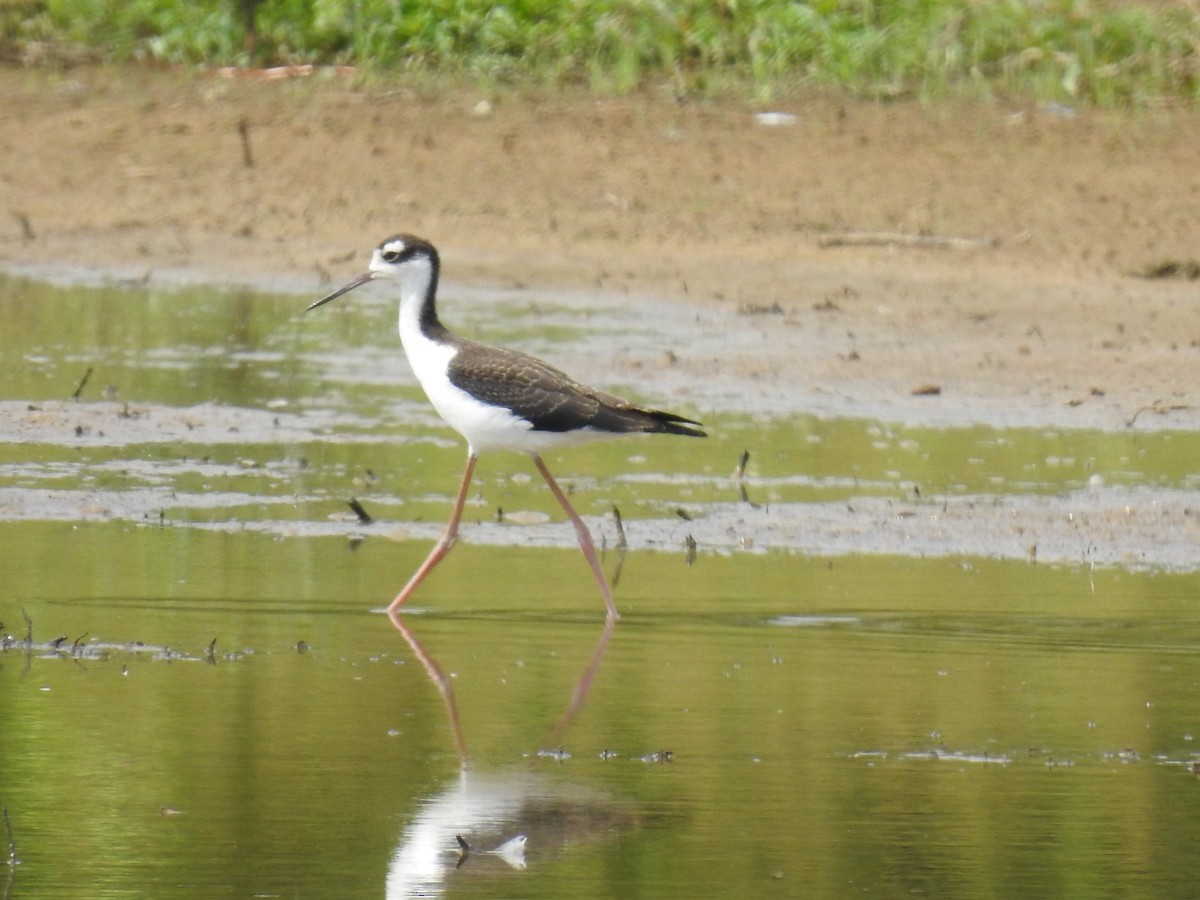 Black-necked Stilt - James Bolte