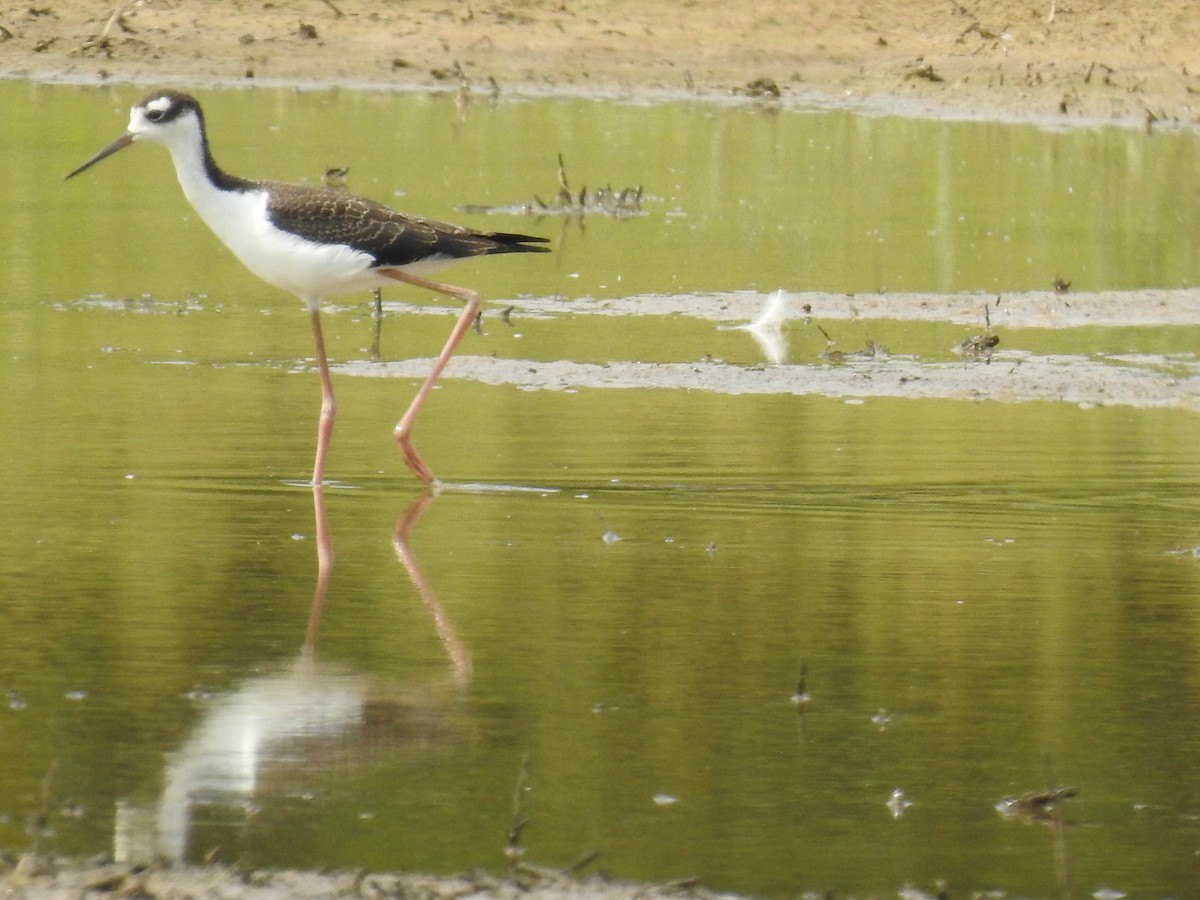 Black-necked Stilt - ML366375181