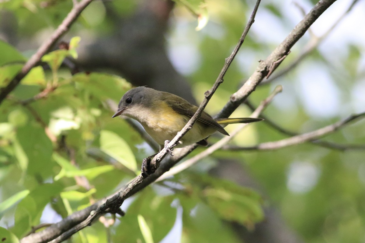 American Redstart - ML366375831