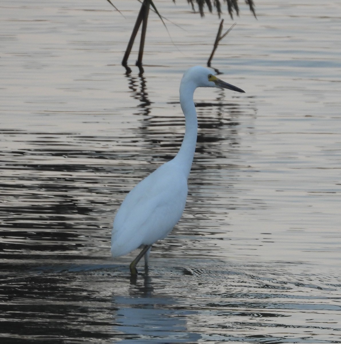 Snowy Egret - ML366376211