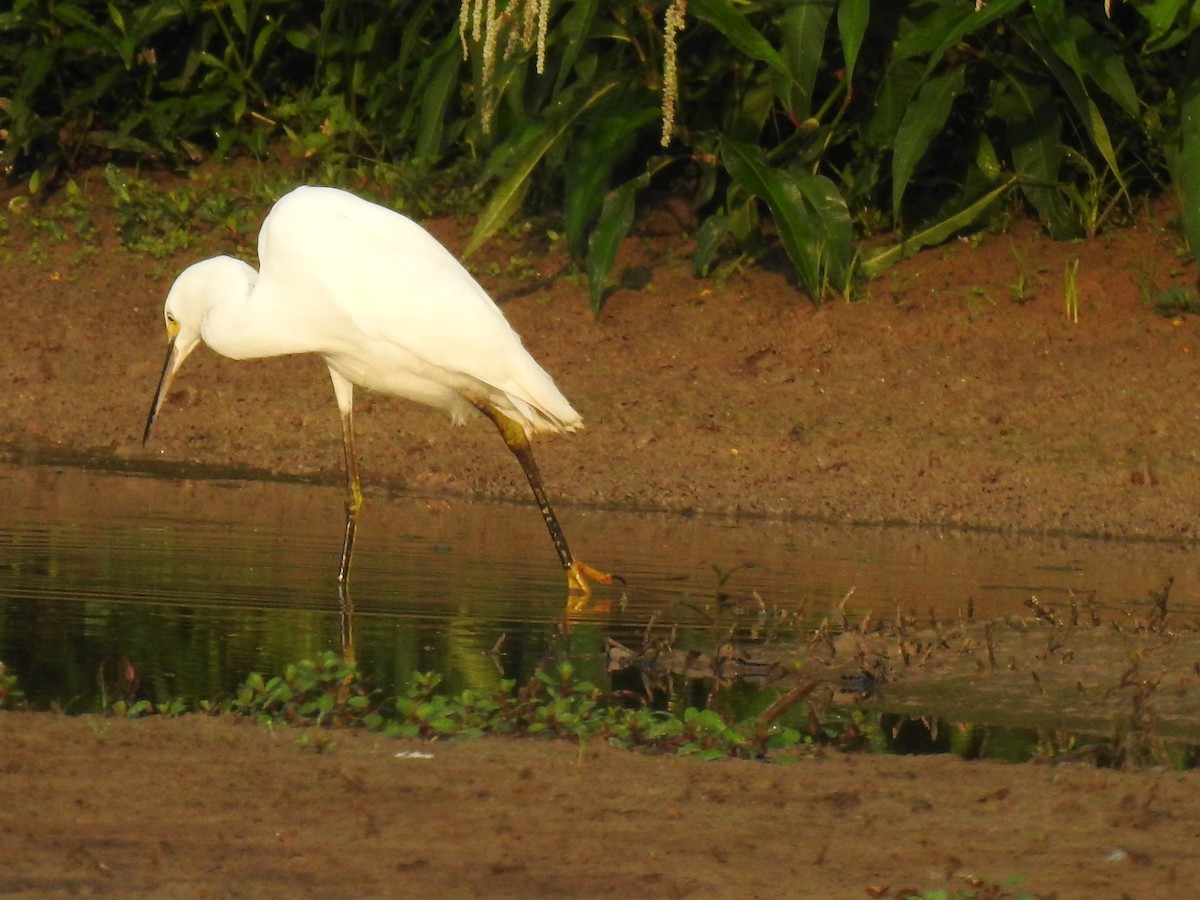 Snowy Egret - ML366376931