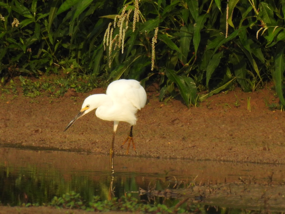 Snowy Egret - ML366376941