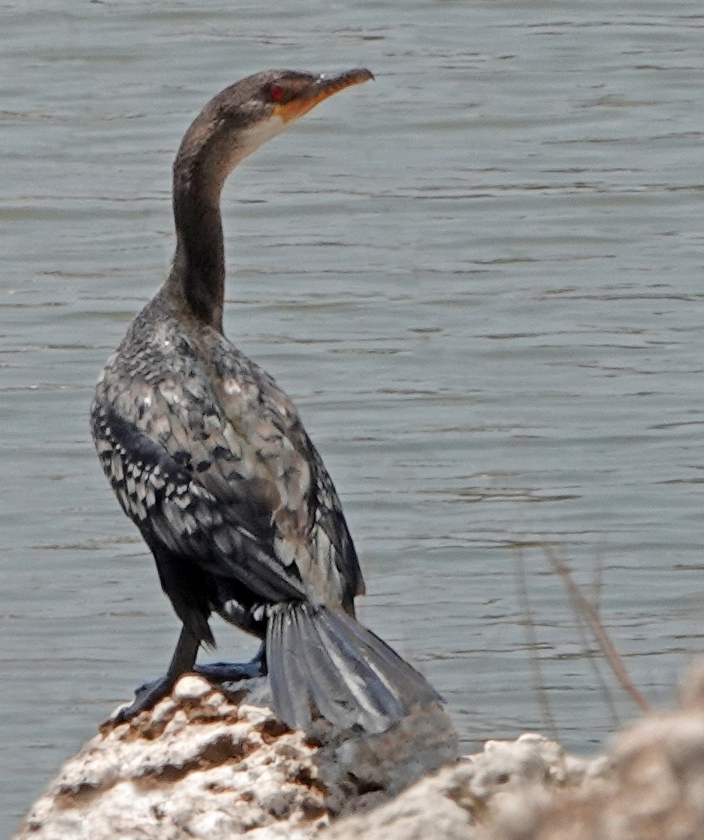 Long-tailed Cormorant - ML366377101